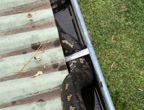 Protecting Your Solar Panels from Pests